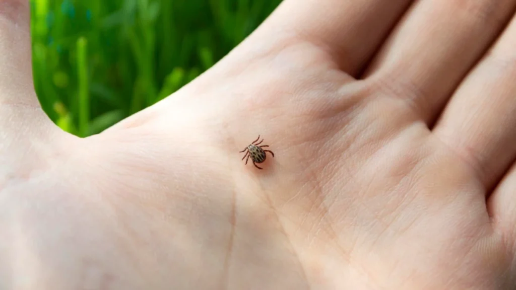 What Does a Tick Bite Look Like on a Human and How to Remove the Ticks