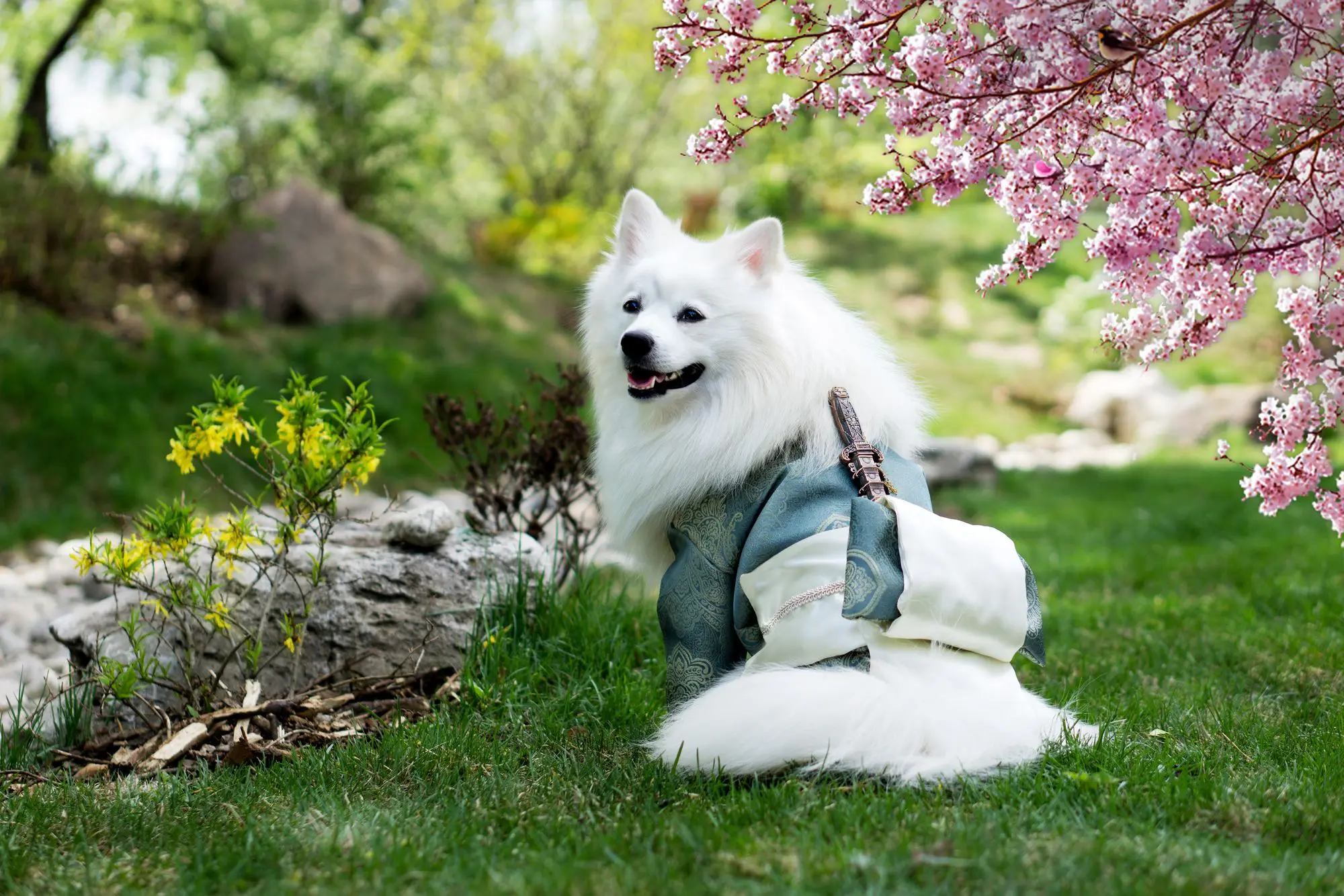 Japanese Spitz feeding
