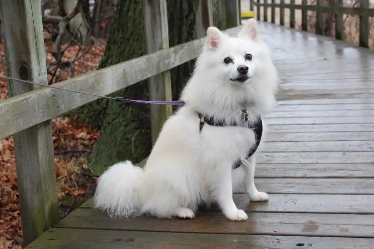 Japanese Spitz size