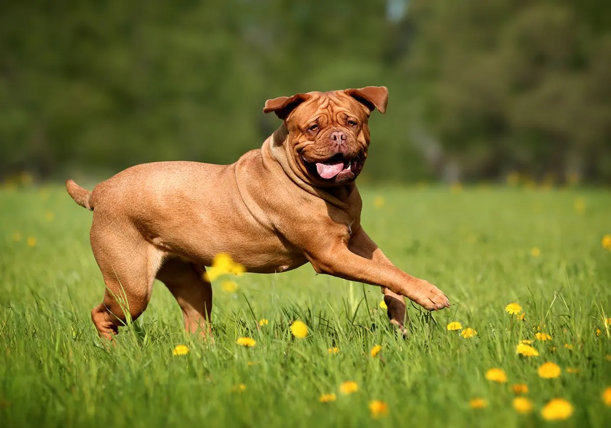 Large dog breeds Dogue de Bordeaux