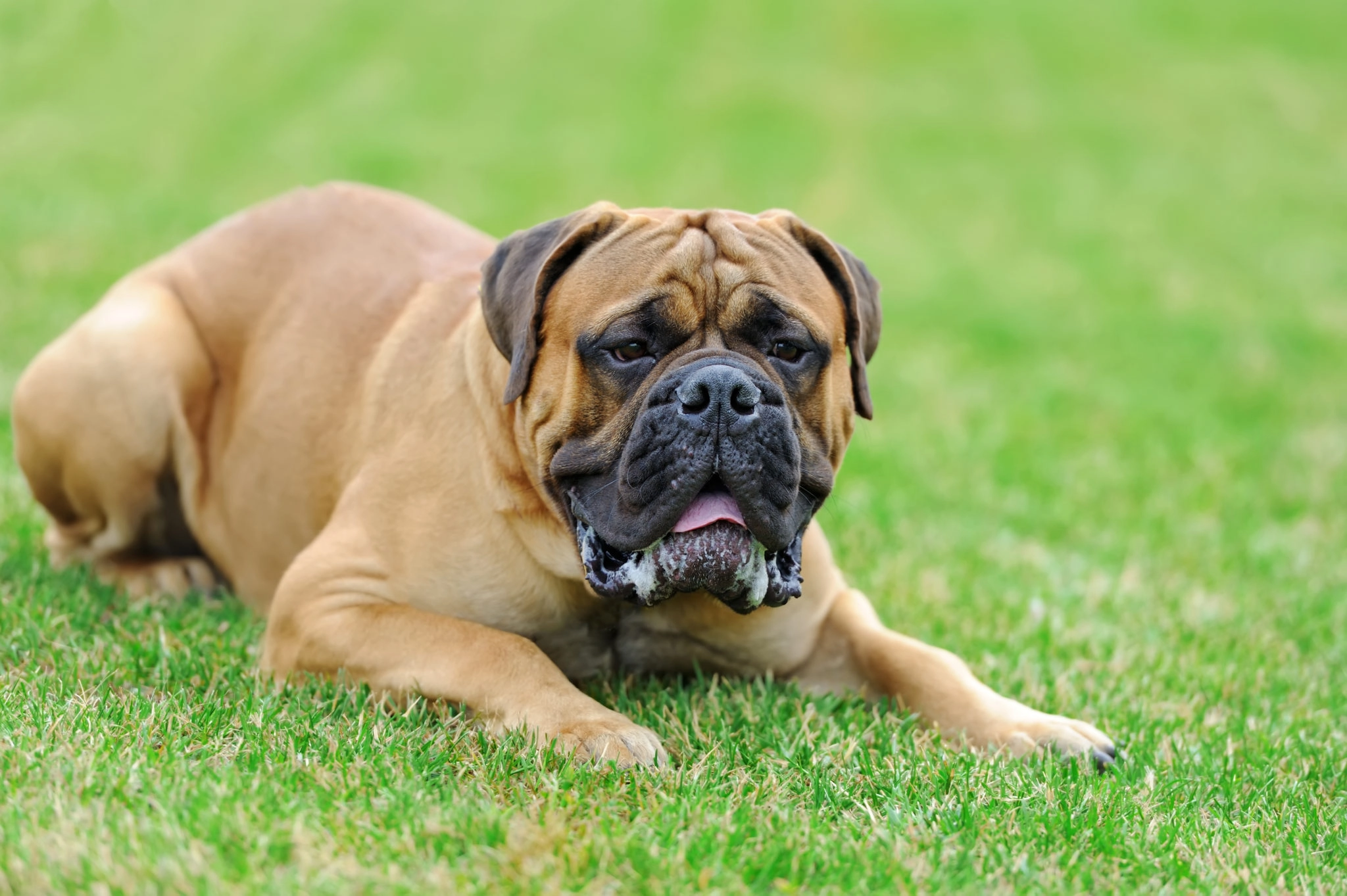 Large dog breeds English Mastiff
