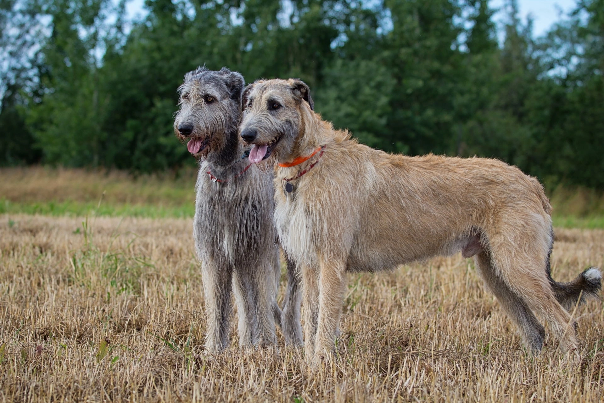 Large dog breeds Irish Wolfhound