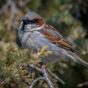 House Sparrow