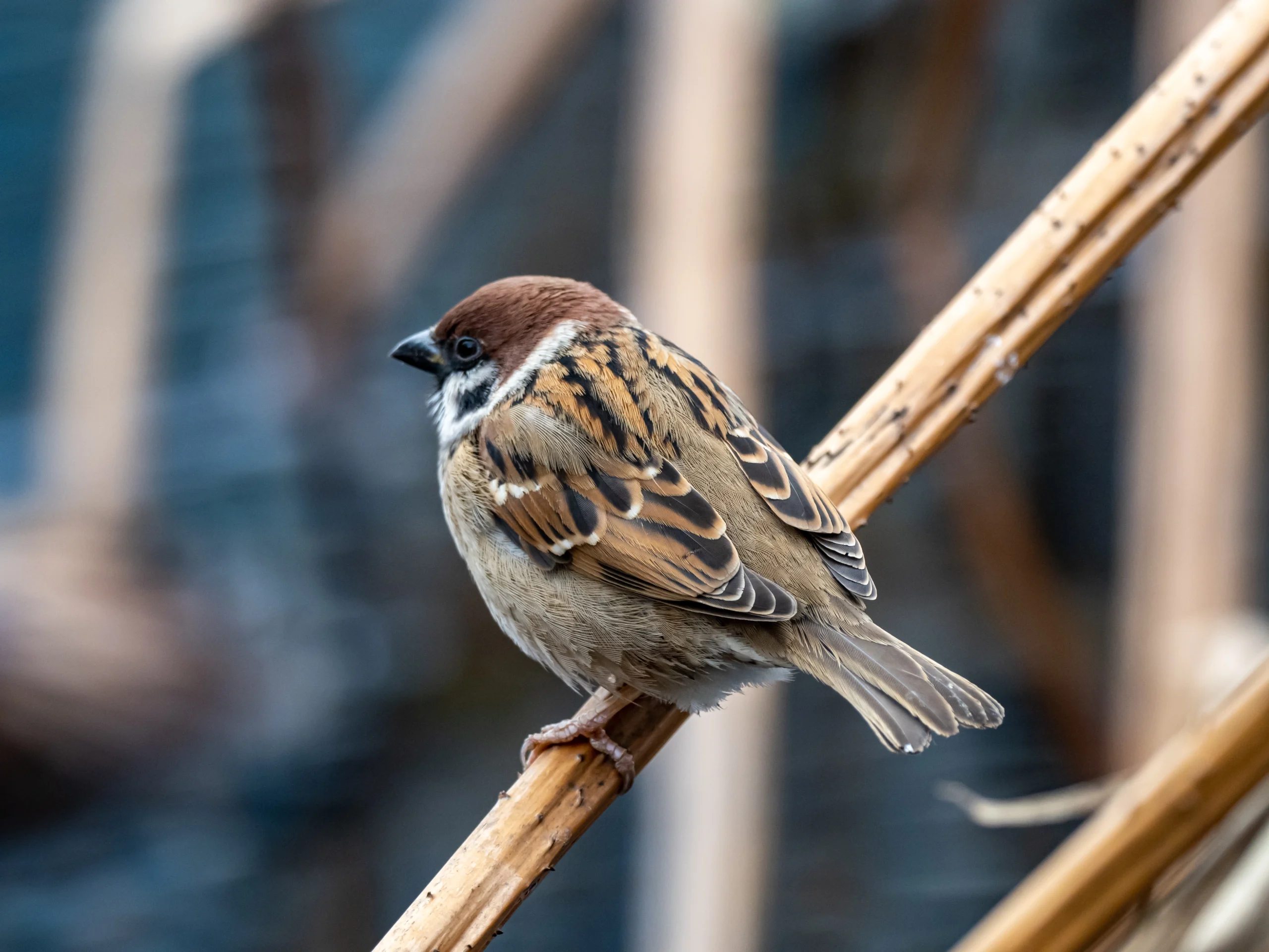 Tree Sparrow